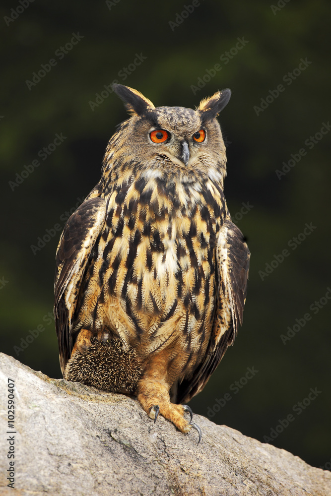 Big Eurasian Eagle Owl with kill hedgehog in talon, sitting on stone Big Eurasian Eagle Owl with kill hedgehog in talon, sitting on stone