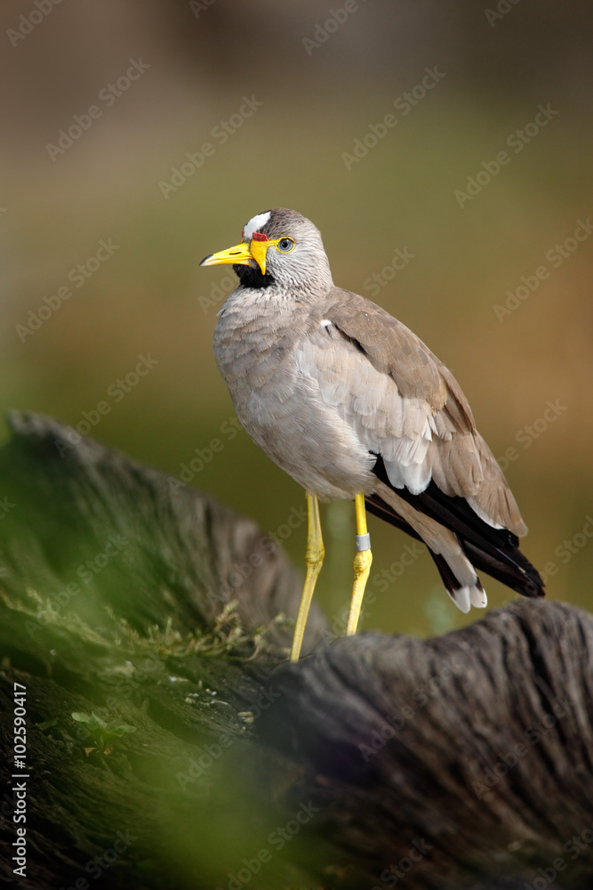 African bird Wattled Lapwing, Vanellus senegallus, with yellow bill African bird Wattled Lapwing, Vanellus senegallus, with yellow bill
