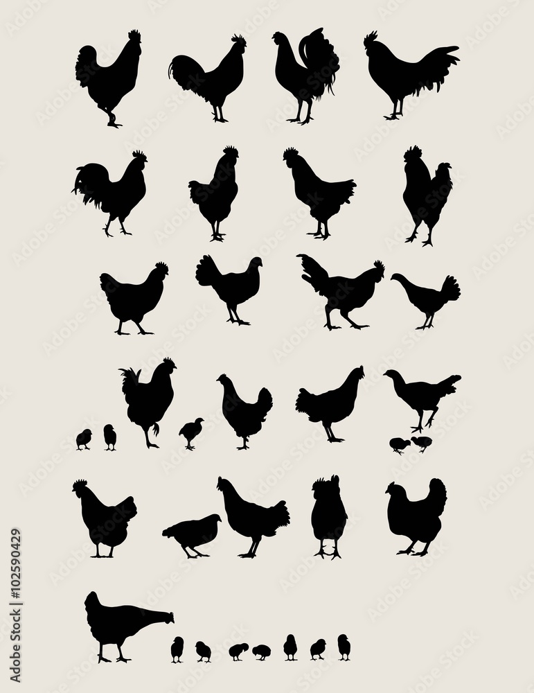 Fototapeta premium Roosters and Chicken Silhouettes Set 