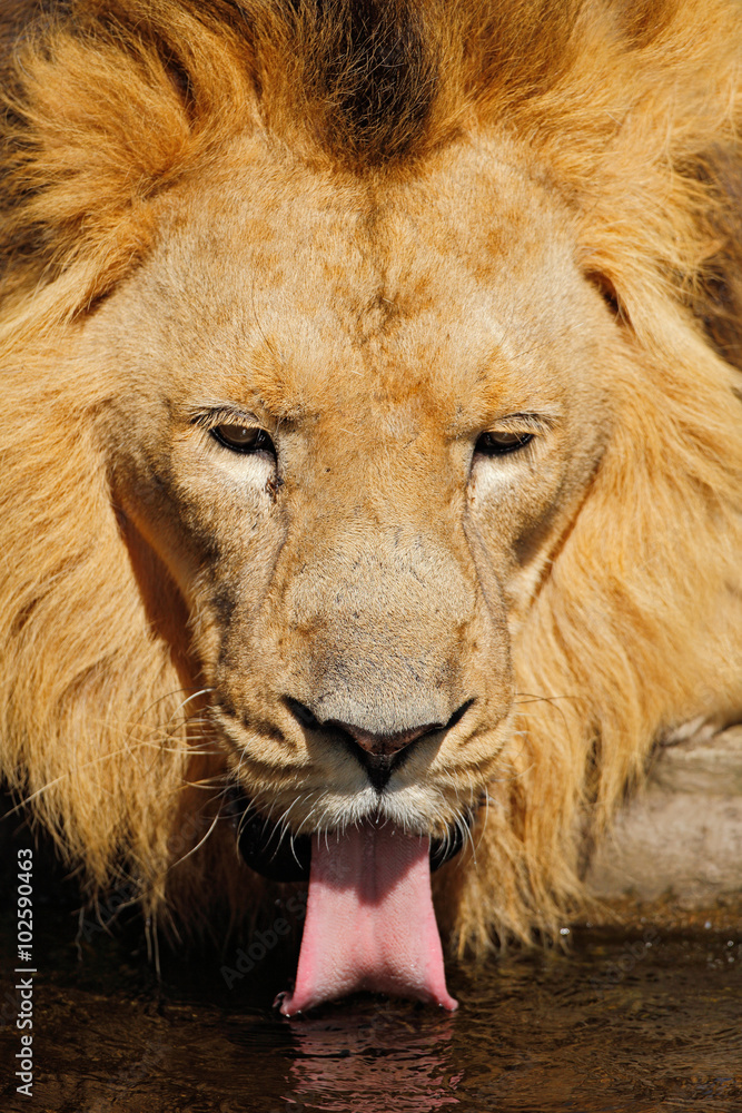 Detail portrait of big male African lion, Panthera leo, drinking water, Kalahari, South Africa