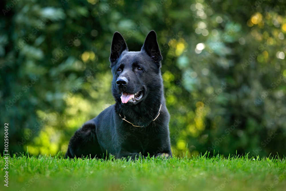 German Shepherd Dog, is a breed of large-sized working dog that originated in Germany, sitting in the green grass with nature background German Shepherd Dog, is a breed of large-sized working dog that originated in Germany, sitting in the green grass with nature background