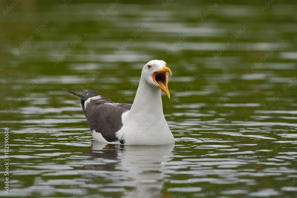 Kelp Gull, Larus dominicanus, water bird with open bill, Finland