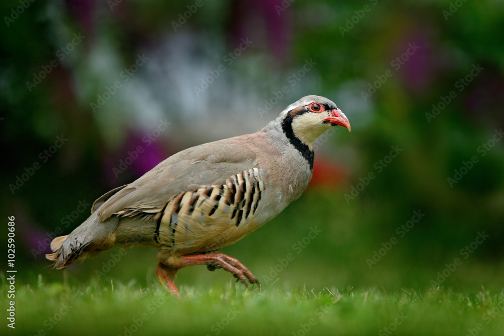 Barbary partridge, Alectoris barbara, bird in the green grass with blurred violet flower at the background, animal in the nature habitat, Spain Barbary partridge, Alectoris barbara, bird in the green grass with blurred violet flower at the background, animal in the nature habitat, Spain