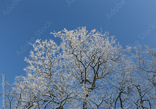 branches of a tree in hoarfrost on a background of the sky