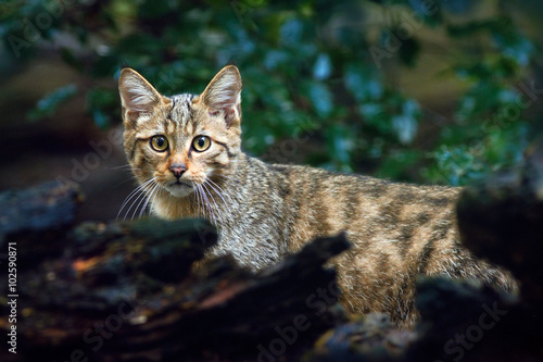 Wild Cat, Felis silvestris, animal in the nature tree forest habitat, hiden in the tree trunk, Central Europe  photo