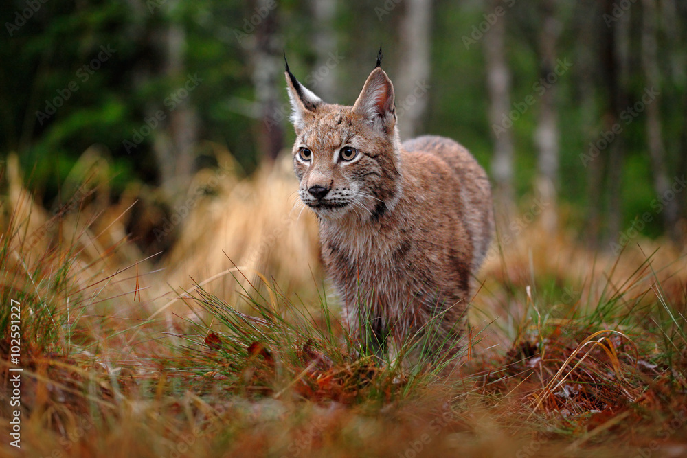 Obraz premium Hunting Eurasian Lynx in green forest