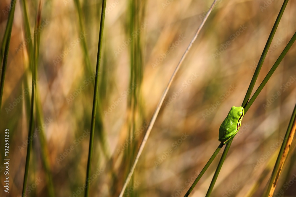 European tree frog, Hyla arborea, nice green amphibian sitting on grass with in the nature habitat, France European tree frog, Hyla arborea, nice green amphibian sitting on grass with in the nature habitat, France