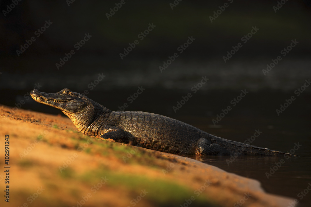 Naklejka premium Yacare Caiman, crocodile on the beach with evening sun, Pantanal, Brazil