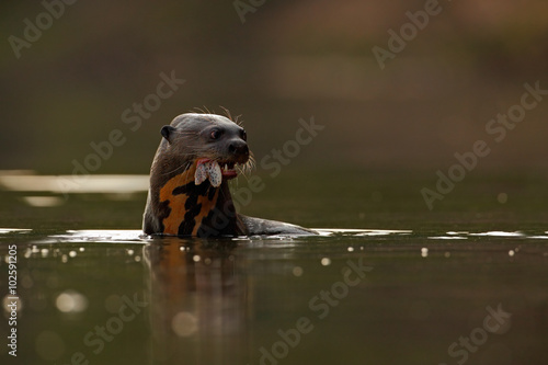 Giant Otter, Pteronura brasiliensis, portrait in the river water with fish in mouth, Rio Negro, Pantanal, Brazil