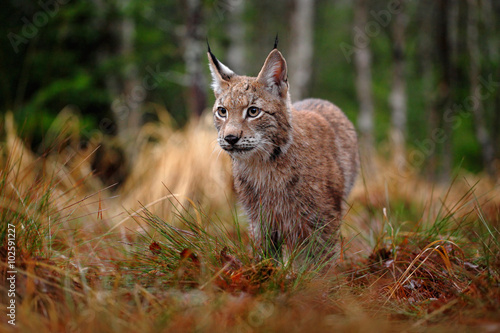 Fototapeta Naklejka Na Ścianę i Meble -  Hunting Eurasian Lynx in green forest