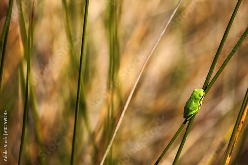 European tree frog, Hyla arborea, nice green amphibian sitting on grass with in the nature habitat, France