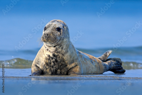 Grey Seal, Halichoerus grypus, detail portrait in the blue water, wave in the background, animal in the nature sea habitat, with dark blue sky, beach of Helgoland, German