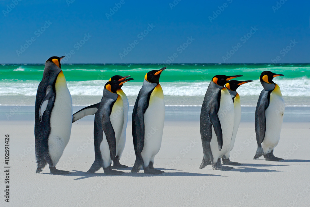 Obraz premium Group of King penguins, Aptenodytes patagonicus, going from white sand to sea, artic animals in the nature habitat, dark blue sky, Falkland Islands