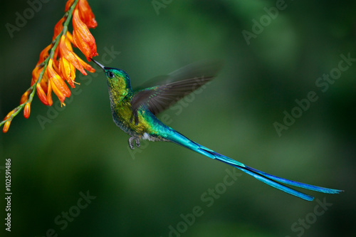 Photos Hummingbird Long-tailed Sylph with long blue tail feeding nectar from orange flo