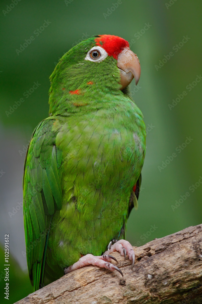 Beautiful green parrot Finsch's parakeet, Aratinga finschi, Costa Rica