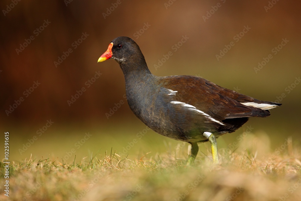 Brown water bird with yellow and red bill Common Moorhen, Porphyrio martinicus, walking in the grass Brown water bird with yellow and red bill Common Moorhen, Porphyrio martinicus, walking in the grass