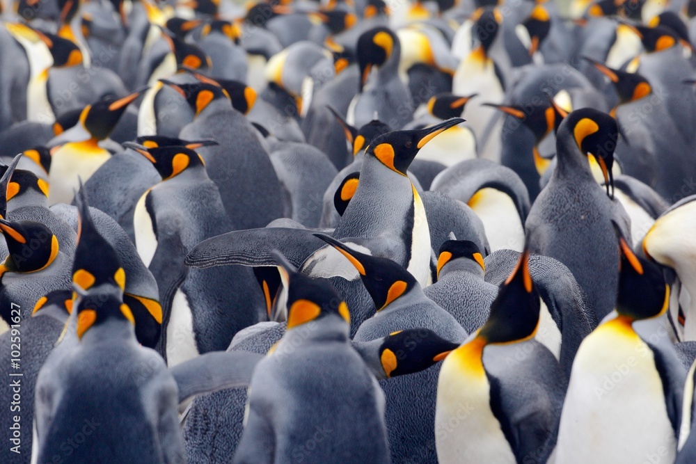 Naklejka premium Kolonia pingwinów królewskich, wiele ptaków razem na Falklandach