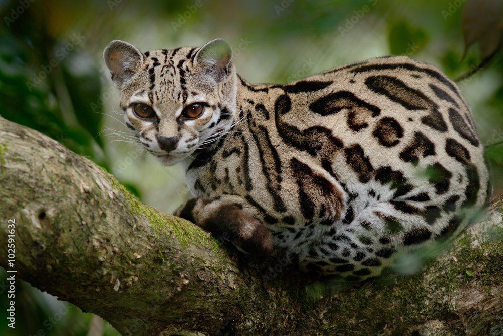 Obraz premium Margay, Leopardis wiedii, piękny kot siedzący na gałęzi w tropikalnym lesie w Panamie