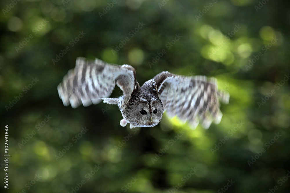 Fototapeta premium Flying Eurasian Tawny Owl (Strix aluco) with nice green blurred forest in the background