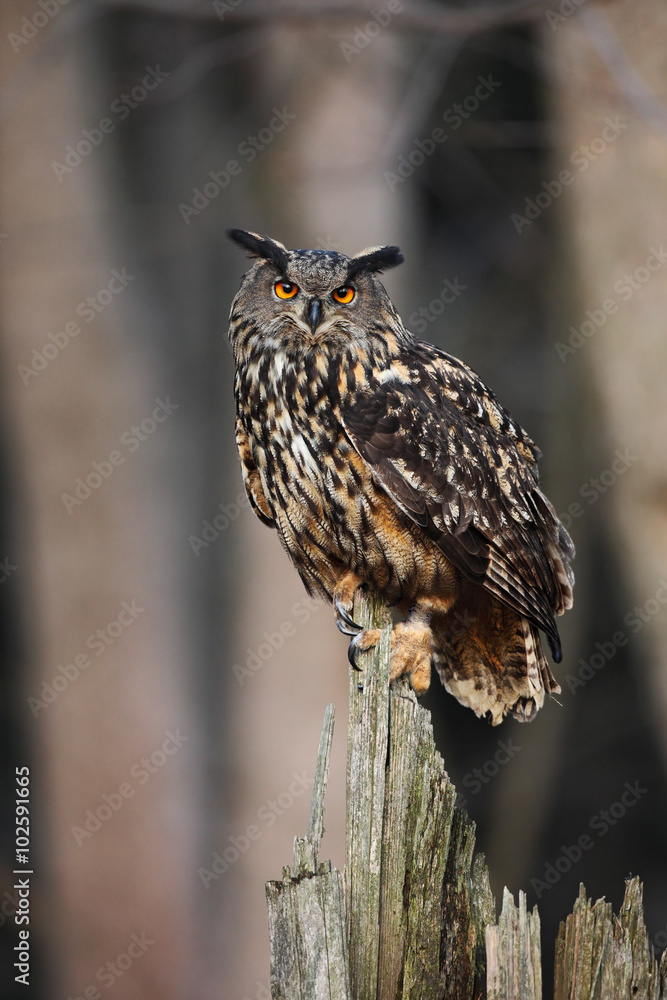 Obraz premium Big Eurasian Eagle Owl sitting on the stump in dark forest