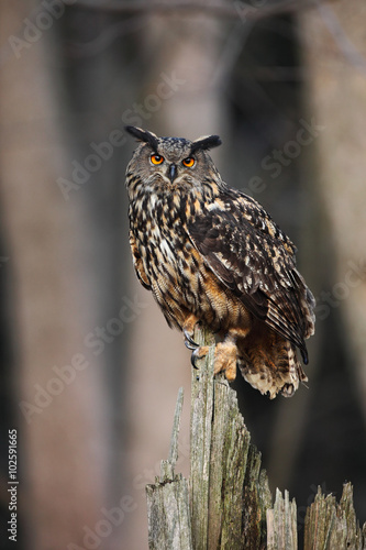 Big Eurasian Eagle Owl sitting on the stump in dark forest