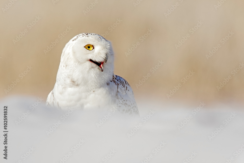 Snowy owl, Nyctea scandiaca, white rare bird with yellow eyes sitting on the snow during cold winter, with open bill, Manitoba, Canada Snowy owl, Nyctea scandiaca, white rare bird with yellow eyes sitting on the snow during cold winter, with open bill, Manitoba, Canada