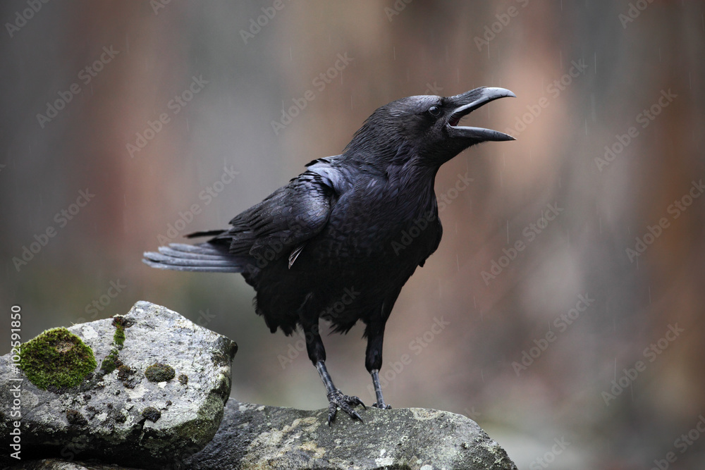 Naklejka premium Czarny ptak kruk z otwartym dziobem siedzi na kamieniu