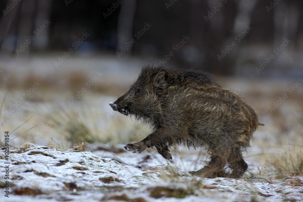 Running young Wild boar, Sus scrofa, in winter forest with snow Running young Wild boar, Sus scrofa, in winter forest with snow