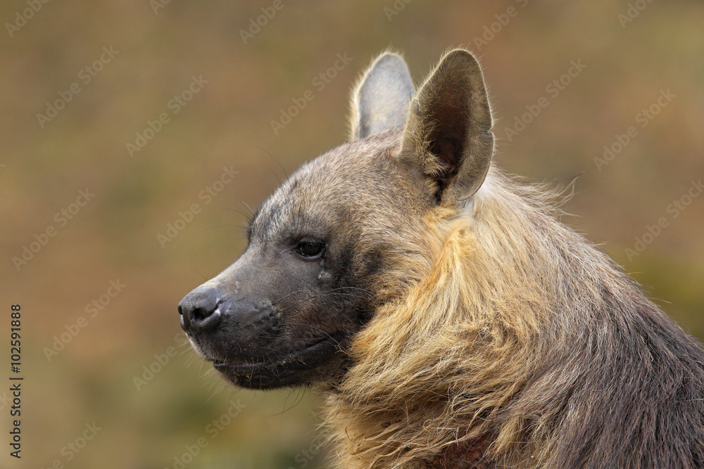 Portrait of Brown Hyena, Parahyaena brunnea Portrait of Brown Hyena, Parahyaena brunnea
