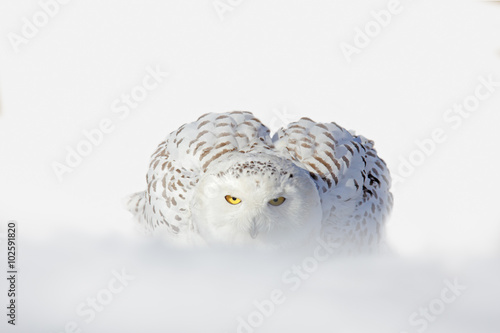 Snowy owl, Nyctea scandiaca, white rare bird with yellow eyes sitting on the snow during cold winter, snowy storm with snowflake, Manitoba, Canada photo