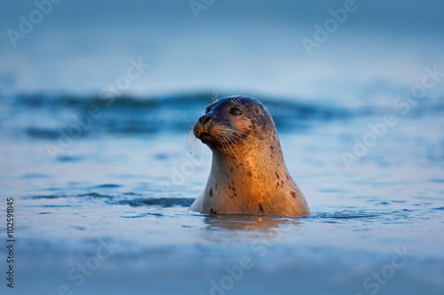 Atlantic Grey Seal, Halichoerus grypus, portrait in the dark blue water wit morning sun, animal swimming in the ocean waves, Helgoland island, Germany photo