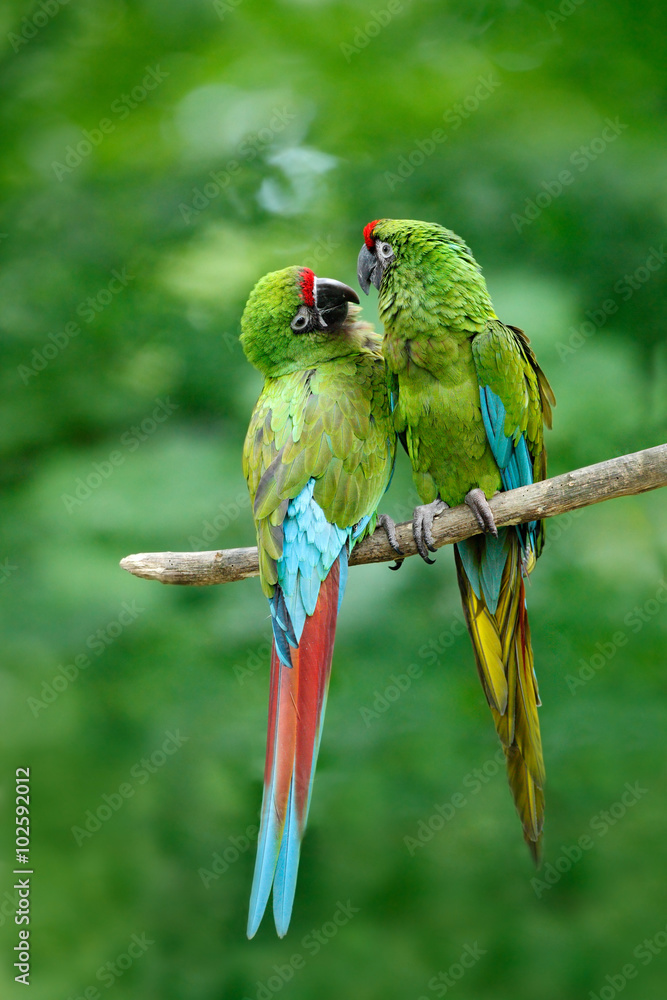 Naklejka premium Pair of birds, green parrot Military Macaw, Ara militaris, Costa Rica