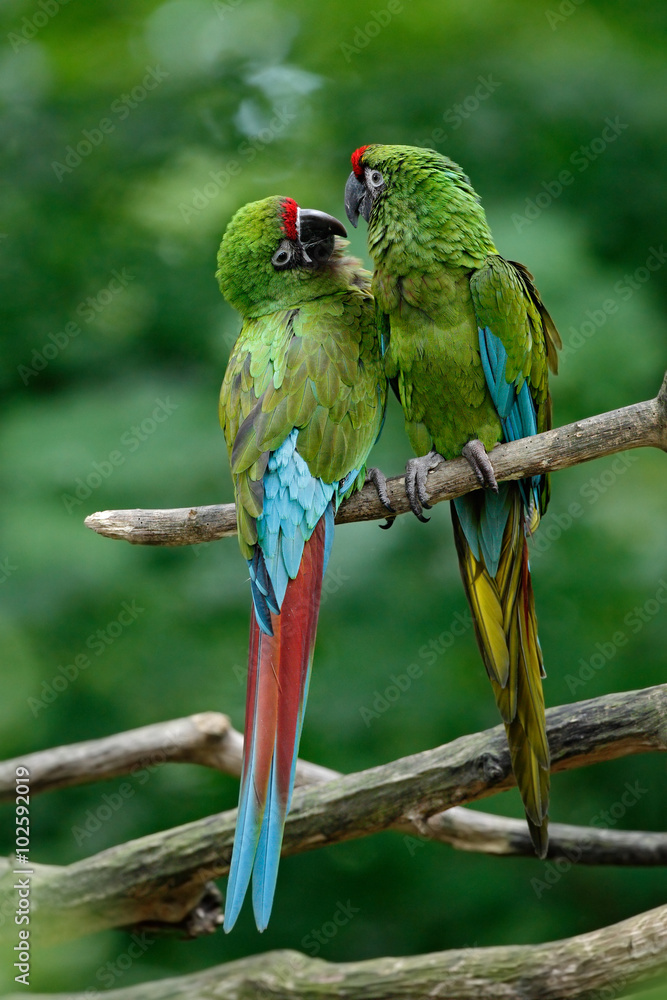 Fototapeta premium Pair of birds, green parrot Military Macaw, Ara militaris, Mexico