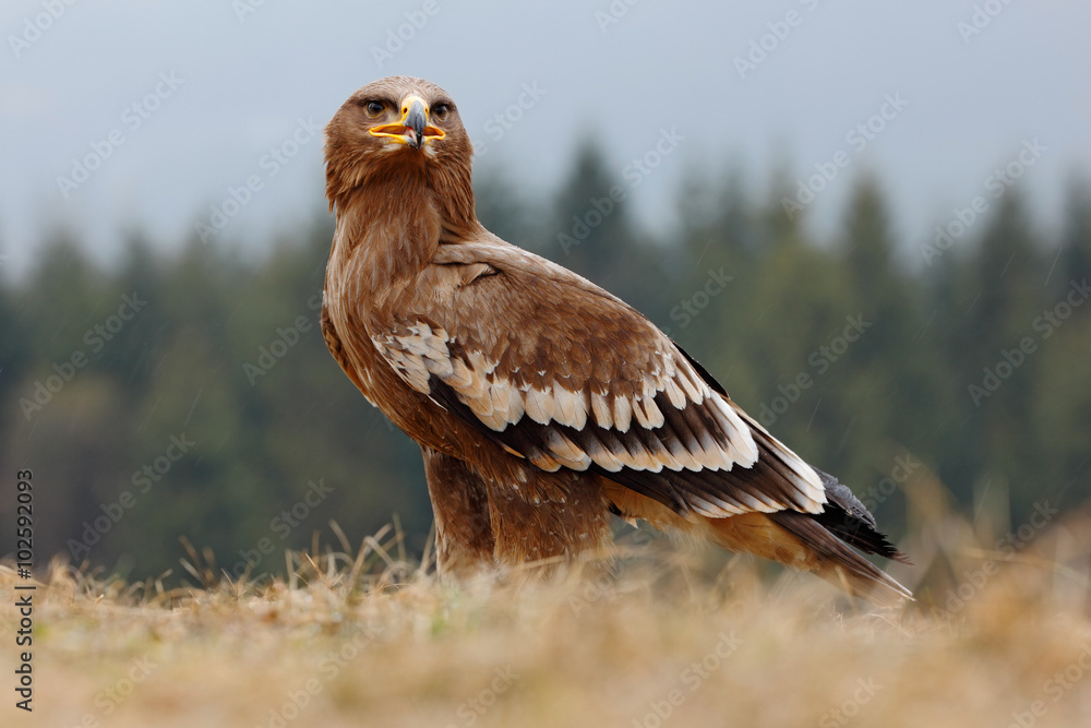 Steppe Eagle, Aquila nipalensis, sitting in the grass on meadow, forest in background Steppe Eagle, Aquila nipalensis, sitting in the grass on meadow, forest in background