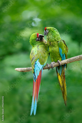 Pair of birds, green parrot Military Macaw, Ara militaris, Costa Rica