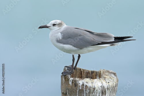 Laughing Gull  Leucophaeus atricilla  sitting on the stick  with clear blue background  Belize