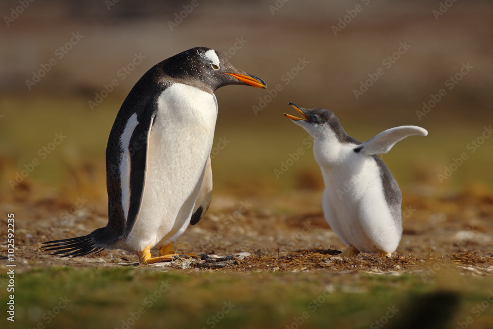 Obraz premium Young gentoo penguin beging food beside adult gentoo penguin, Falkland Islands