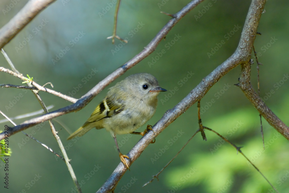 Juvenile goldcrest in firry forest