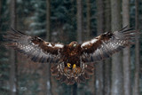 Flying birds of prey golden eagle with large wingspan, photo with snow flake during winter, dark forest in background