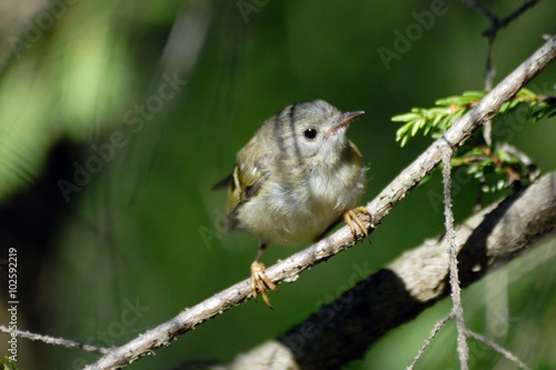 Baby goldcrest bird in firry forest photo