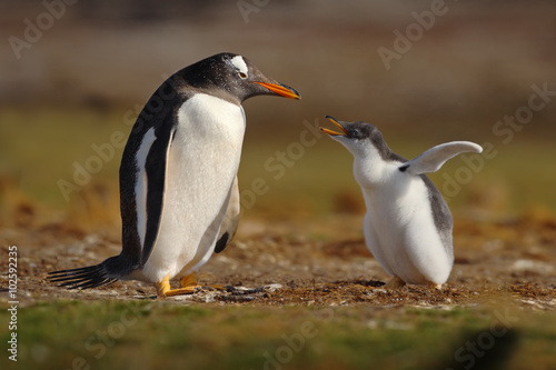 Young gentoo penguin beging food beside adult gentoo penguin, Falkland Islands