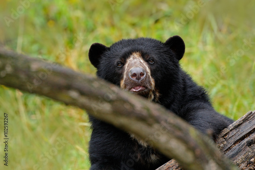 Portrait of Malayan Sun Bear, Helarctos malayanus,