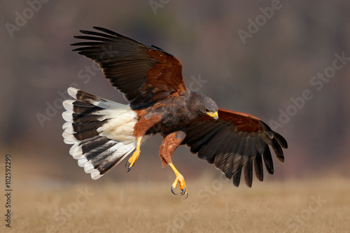 Canvas Print Flying bird of prey, Harris Hawk, Parabuteo unicinctus, landing