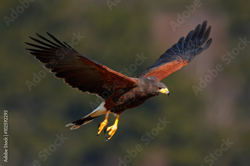 Harris Hawk, Parabuteo unicinctus, bird of prey in flight, in habitat photo