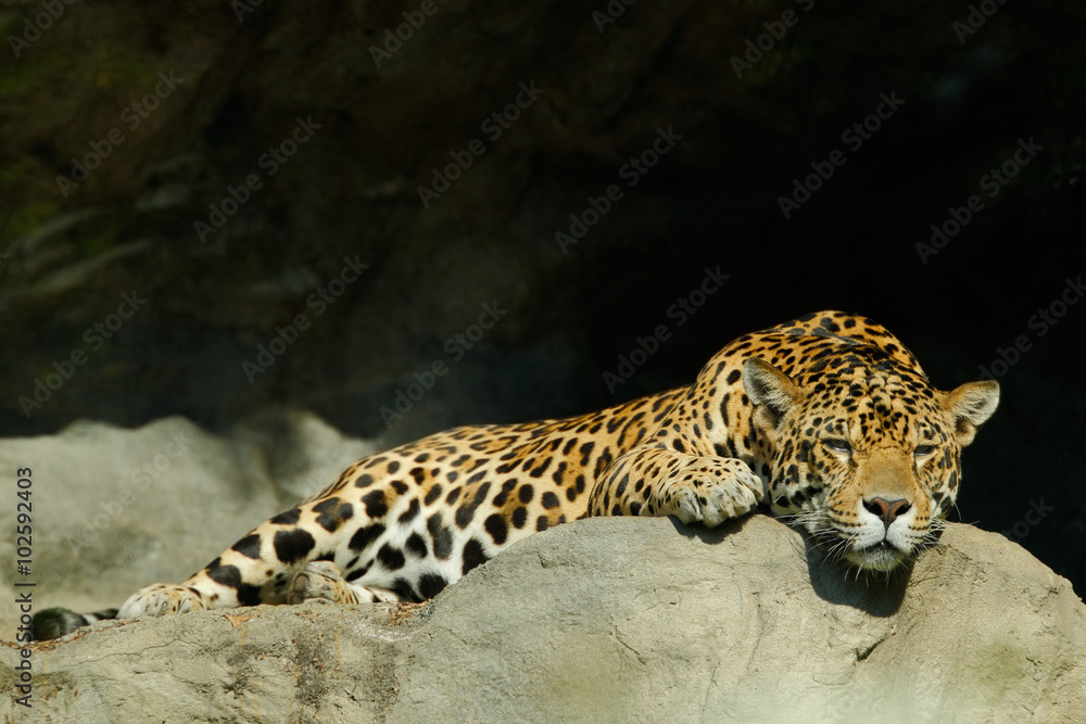 Naklejka premium Big spotted cat Sri Lankan leopard, Panthera pardus kotiya, lying on the stone in the rock, Yala national park, Sri Lanka