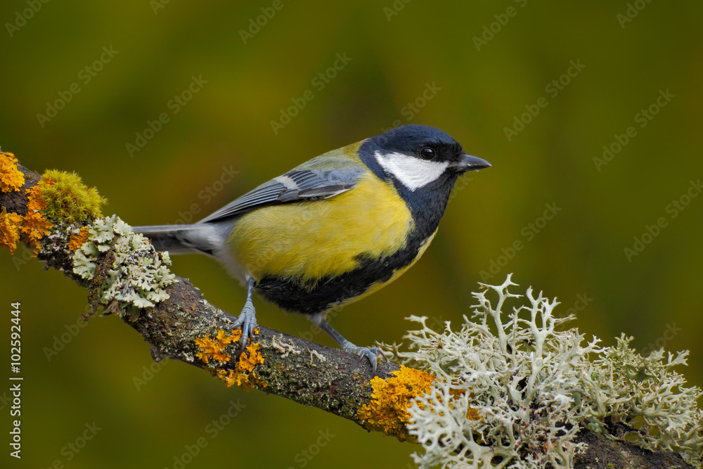 Fototapeta premium Great Tit, Parus major, black and yellow songbird sitting on the nice lichen tree branch, Germany