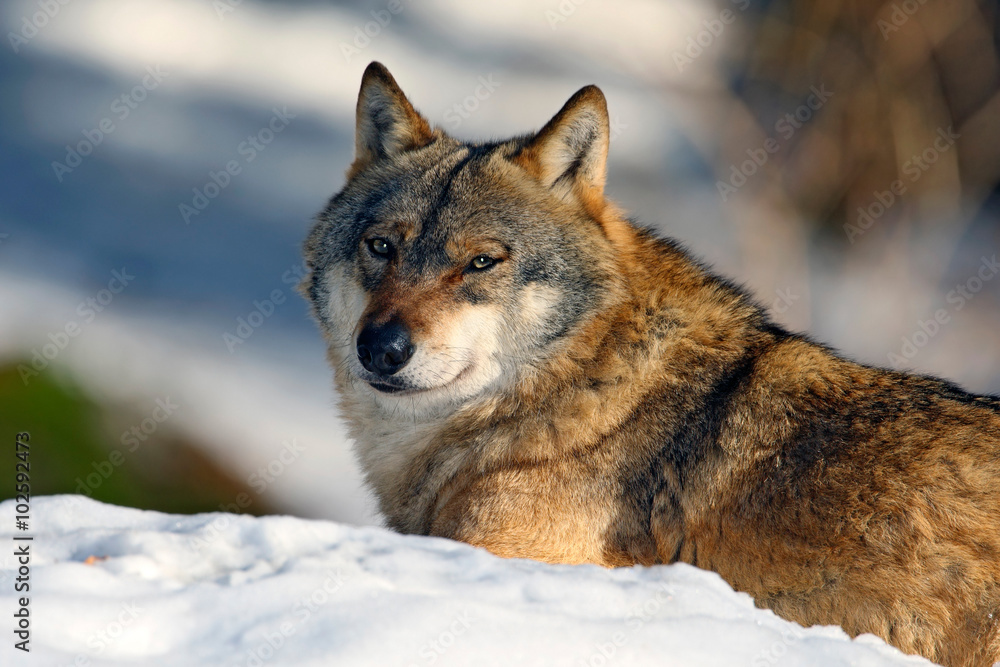 Gray wolf, Canis lupus, portrait at white snow, Norway
