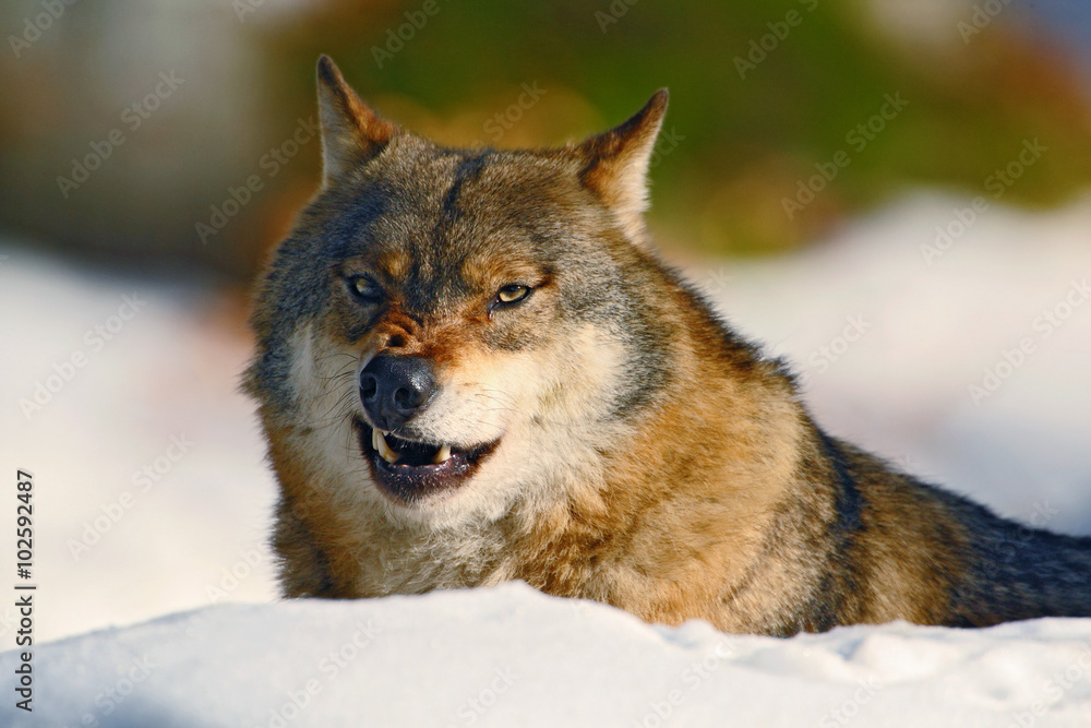 Gray wolf, Canis lupus, portrait at white snow, Norway