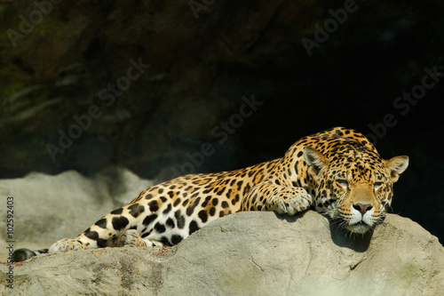 Big spotted cat Sri Lankan leopard, Panthera pardus kotiya, lying on the stone in the rock, Yala national park, Sri Lanka photo