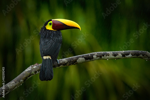 Big beak bird Chesnut-mandibled Toucan sitting on the branch in tropical rain with green jungle background